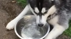 Защо кучето пие много вода